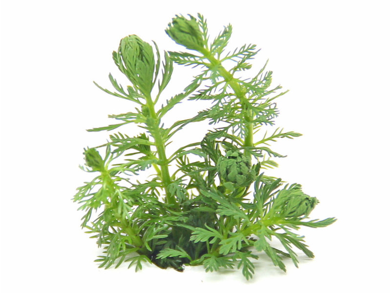Preview: Guyana-Tausendblatt - Myriophyllum sp. ´Guayana´ Preview: Guyana-Tausendblatt - Myriophyllum sp. ´Guayana´